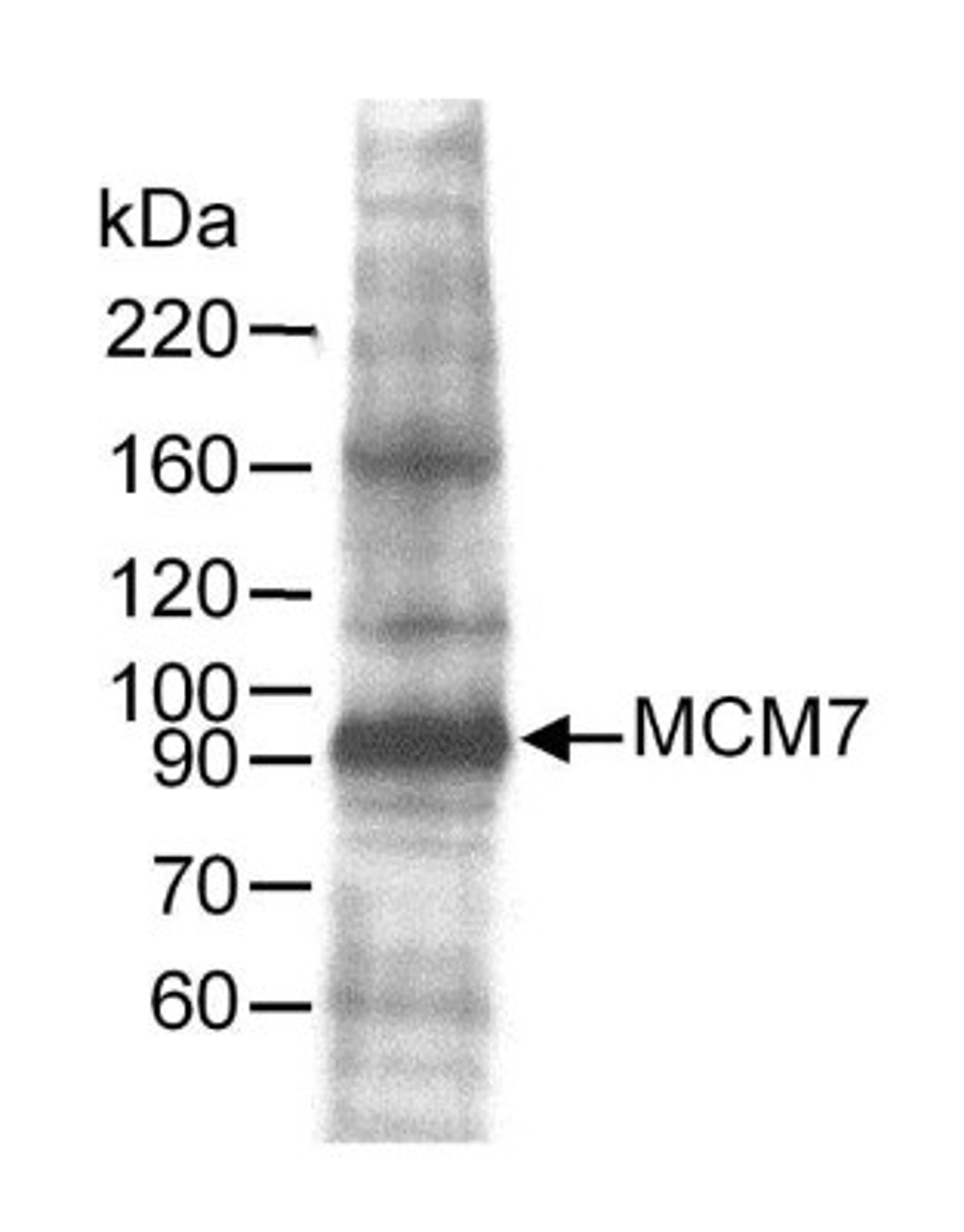 Western Blot: MCM7 Antibody [NB100-252] - Whole cell lysate (60 ug) from HeLa cells. Antibody used at 0.25 ug/ml.