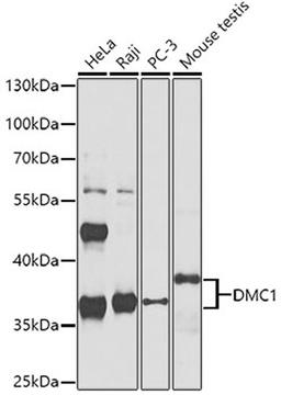 Western blot - DMC1 antibody (A4491)