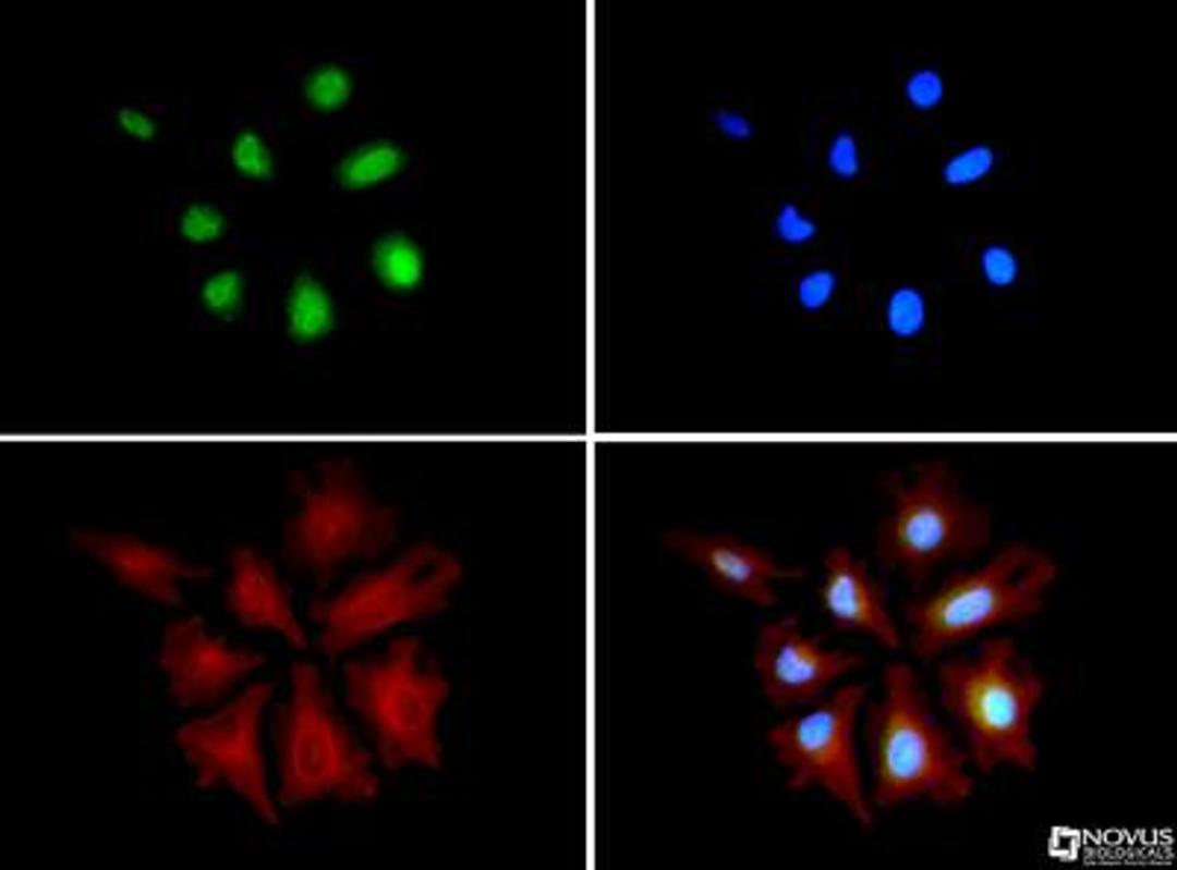 Immunocytochemistry/Immunofluorescence: HA95/AKAP8L Antibody [NBP1-79140] - HA95/AKAP8L antibody was tested in HeLa cells with DyLight 488 (green). Nuclei and alpha Tubulin (NB100-690) were counterstained with DAPI (blue) and DyLight 550 (red).