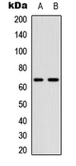 Western blot analysis of A549 (Lane 1), NIH3T3 (Lane 2) whole cell lysates using CDC25B (phospho-S323) antibody