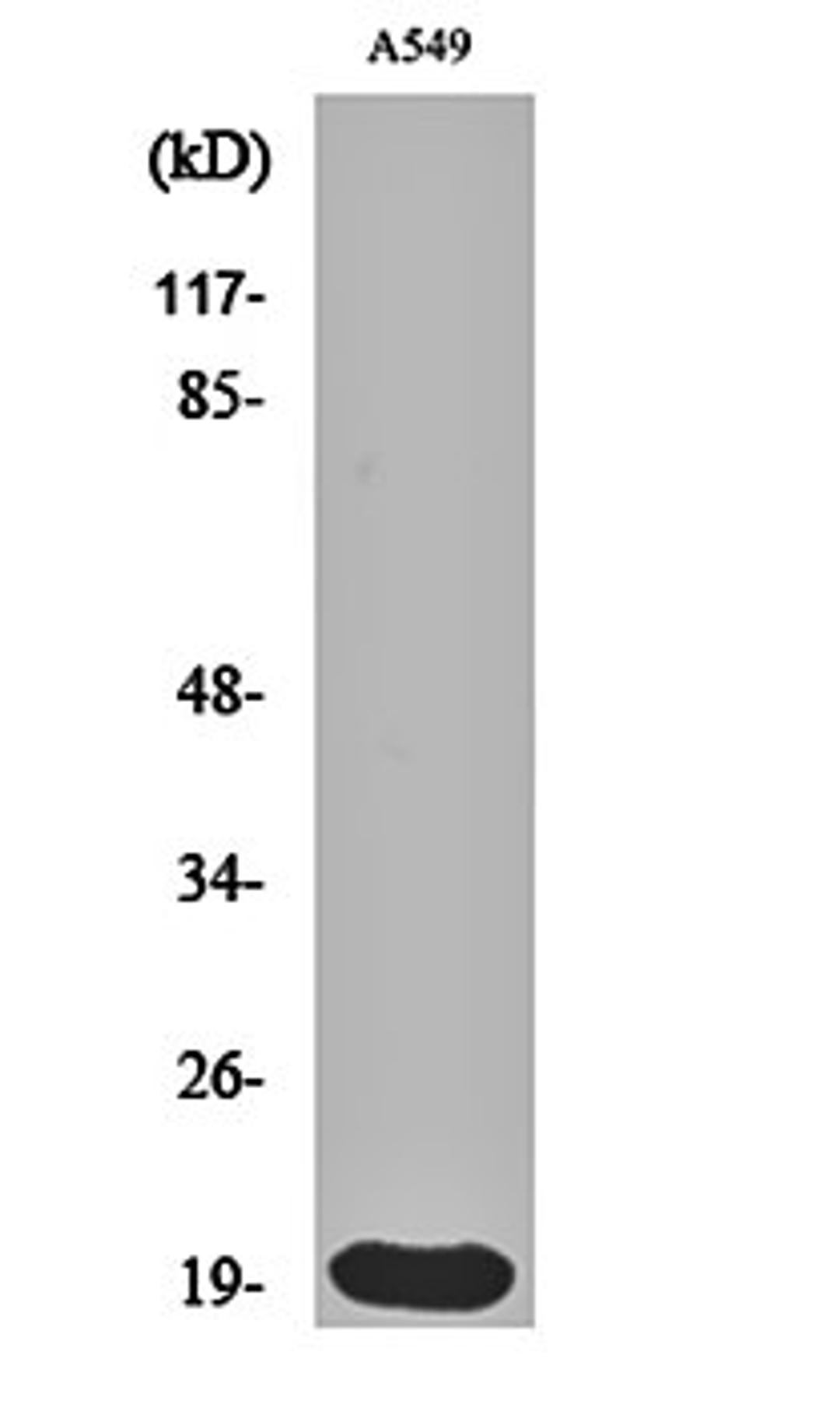 Western blot analysis of A549 cell lysates using Histone 1.0 antibody