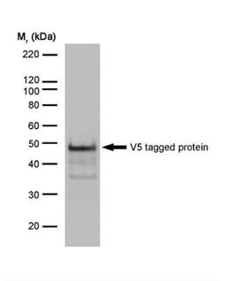 Western Blot: Paramyxovirus SV5 Pk Antibody [NB100-62264] - Analysis using the Biotin conjugate of NB100-62264. Detection of V5 tagged protein with Mouse anti V5-tag.