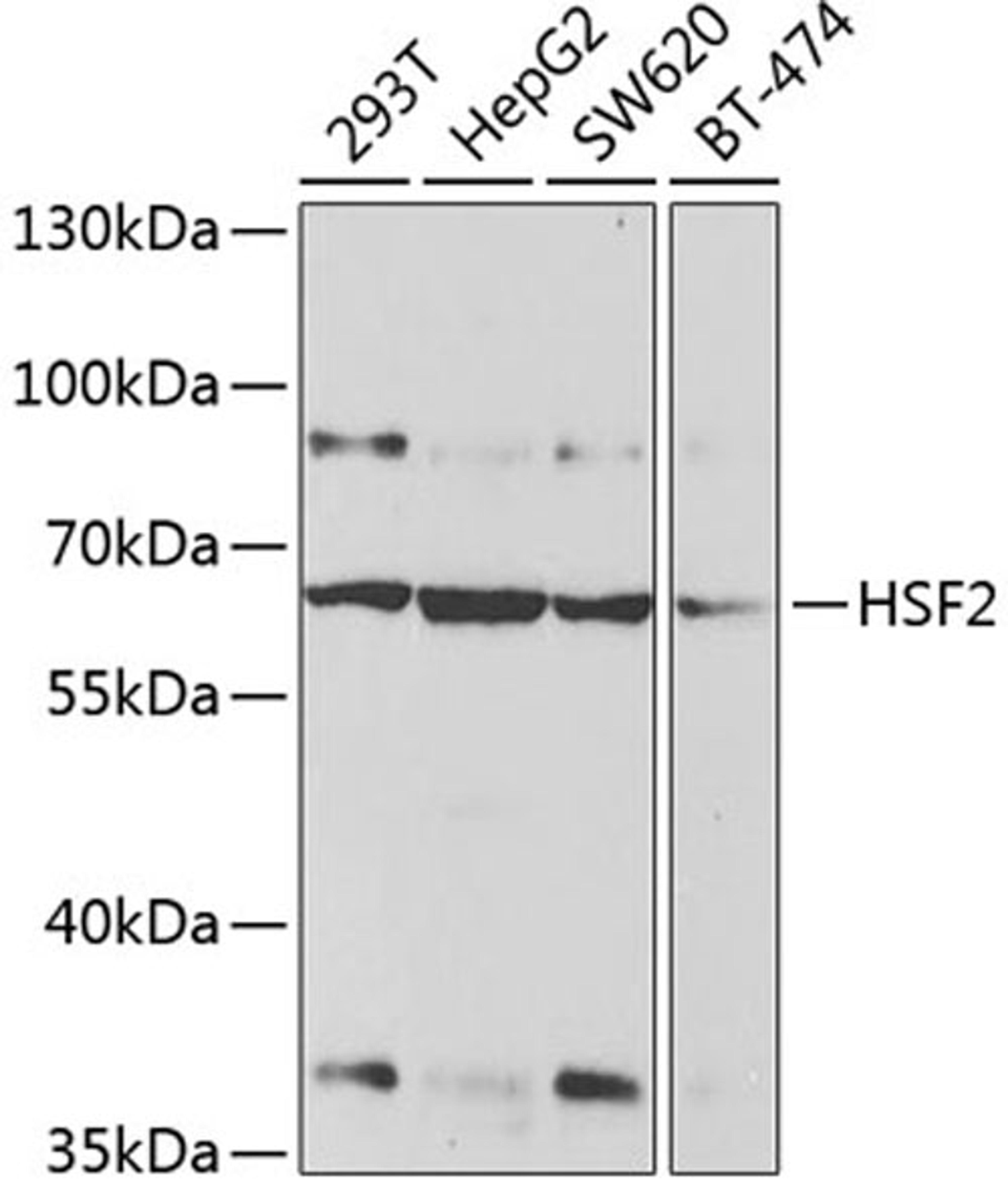 Western blot - HSF2 antibody (A2747)