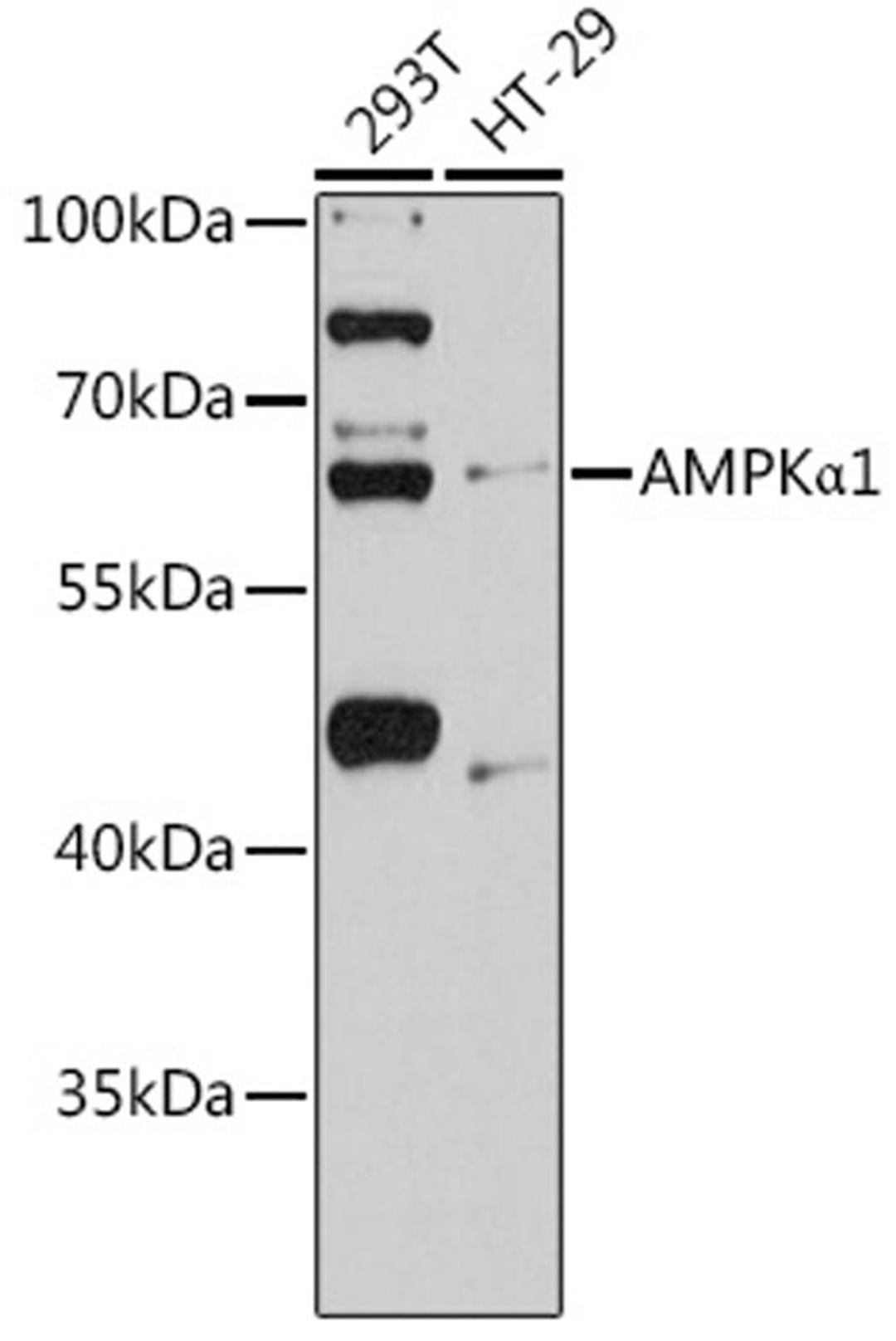 Western blot - AMPKa1 antibody (A11184)