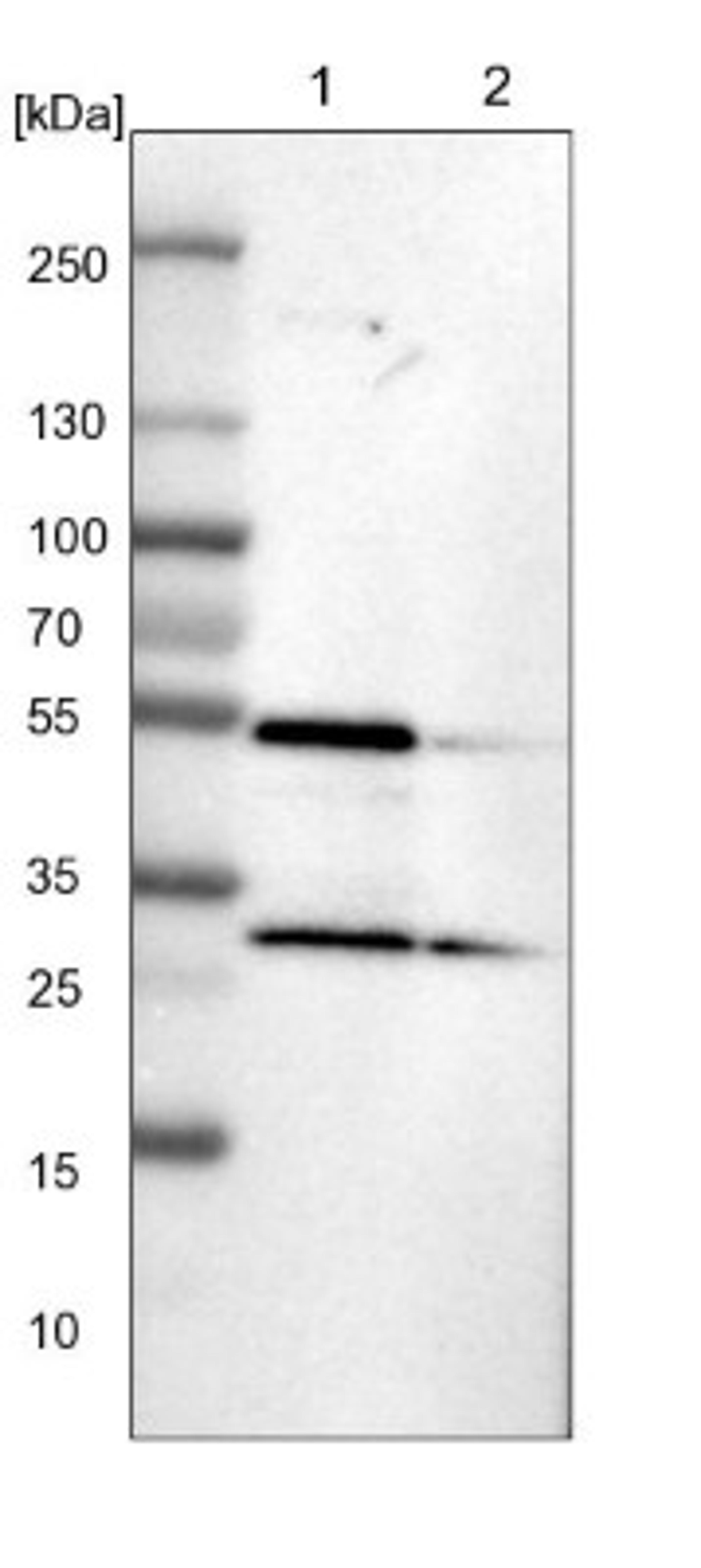 Western Blot: SLC25A25 Antibody [NBP1-82886] - Lane 1: NIH-3T3 cell lysate (Mouse embryonic fibroblast cells)<br/>Lane 2: NBT-II cell lysate (Rat Wistar bladder tumour cells)