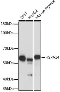 Western blot - HSPA14 Rabbit mAb (A2286)