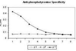 ELISA: Phospho-Tyrosine Antibody (13F9) [NB600-907] - ELISA results of Mab anti-phosphotyrosine antibody tested against BSA conjugates of pT, pY and pS. Each well was coated with 0.1ug of conjugate. The starting dilution of antibody was 1:1000 and each point on the X-axis represents a 2-fold dilution.