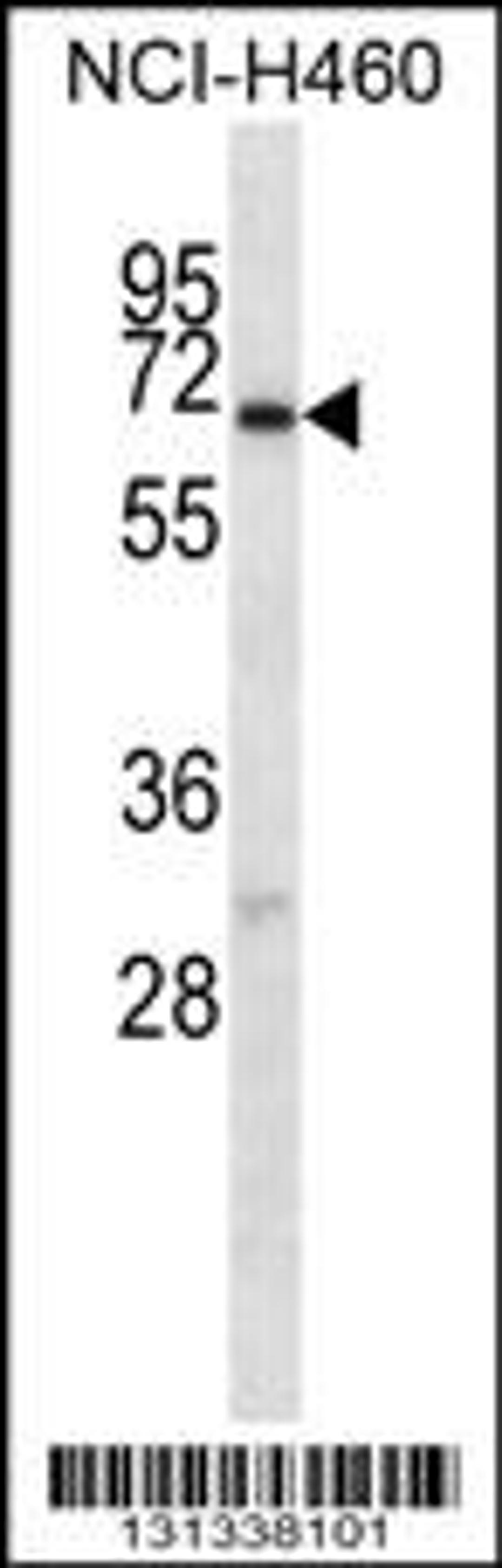 Western blot analysis in NCI-H460 cell line lysates (35ug/lane).