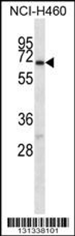 Western blot analysis in NCI-H460 cell line lysates (35ug/lane).