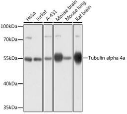 Western blot - Tubulin alpha 4a antibody (AC031)