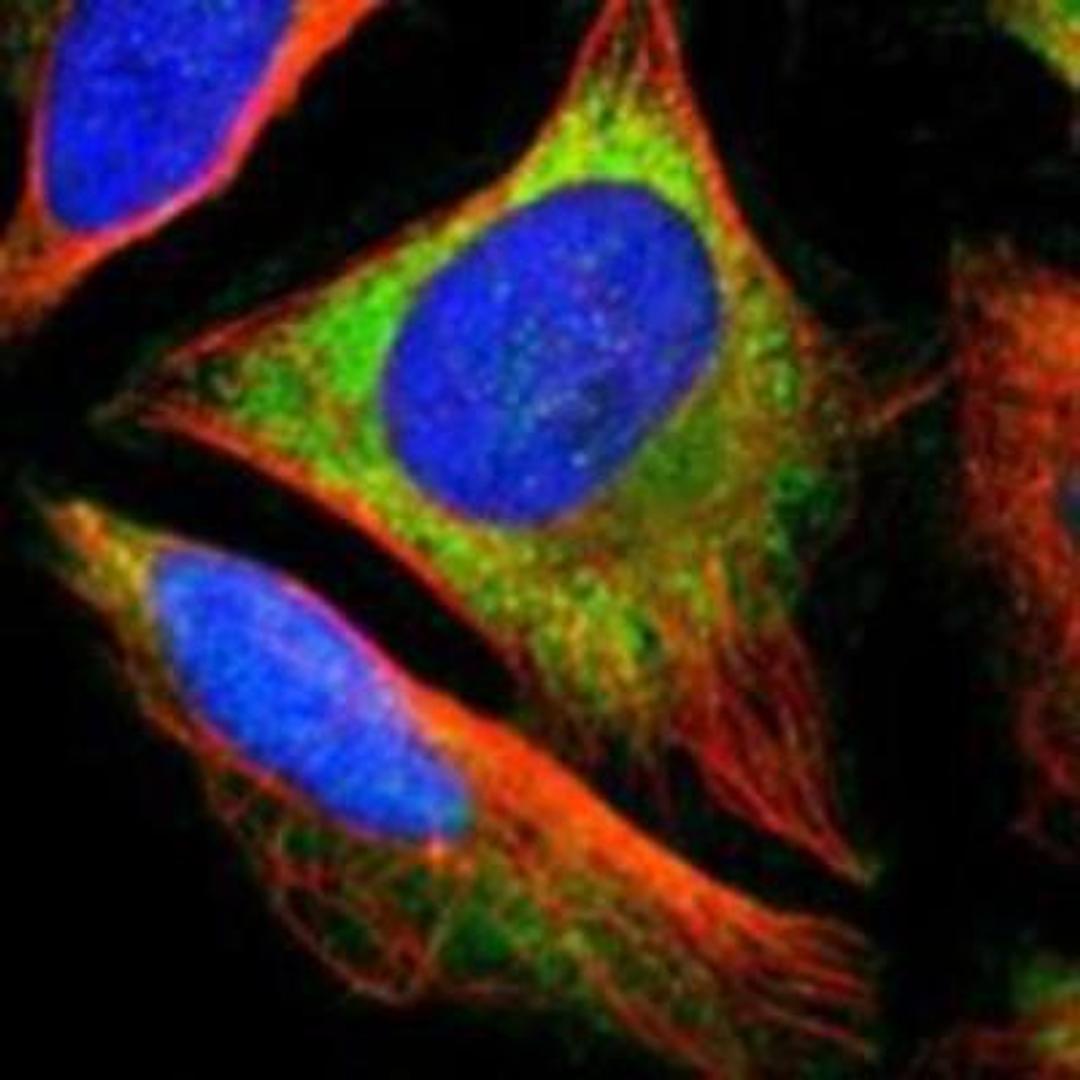 Immunocytochemistry/Immunofluorescence: EIF1AY Antibody [NBP1-85808] - Staining of human cell line U-2 OS shows positivity in cytoplasm.