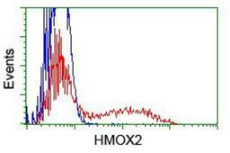 Flow Cytometry: Heme oxygenase 2 Antibody (1C2) [NBP2-01407] - HEK293T cells transfected with either overexpression plasmid (Red) or empty vector control plasmid (Blue) were immunostained by anti-Heme oxygenase 2 antibody, and then analyzed by flow cytometry.