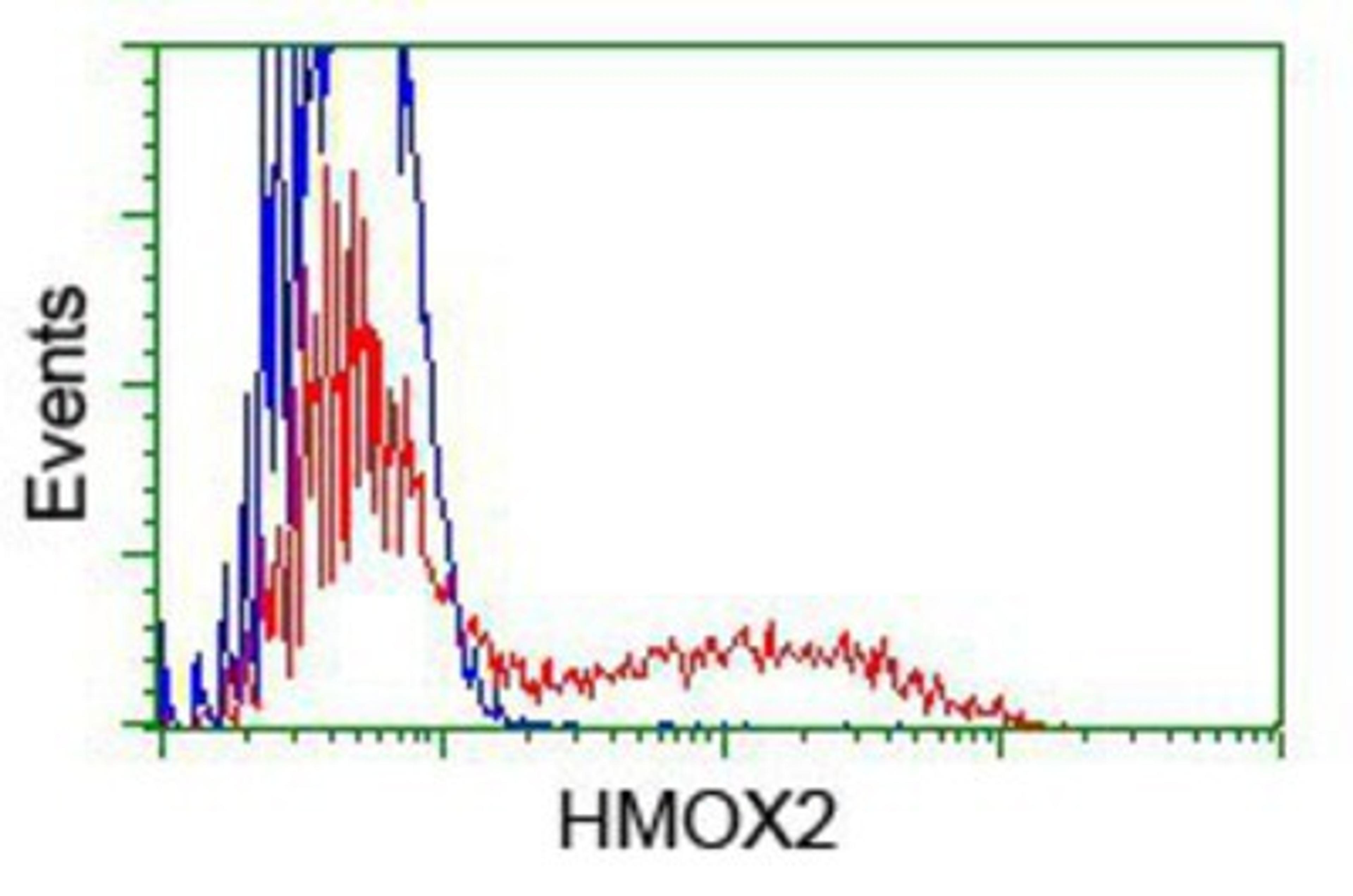 Flow Cytometry: Heme oxygenase 2 Antibody (1C2) [NBP2-01407] - HEK293T cells transfected with either overexpression plasmid (Red) or empty vector control plasmid (Blue) were immunostained by anti-Heme oxygenase 2 antibody, and then analyzed by flow cytometry.