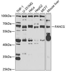 Western blot - FANCG antibody (A6206)