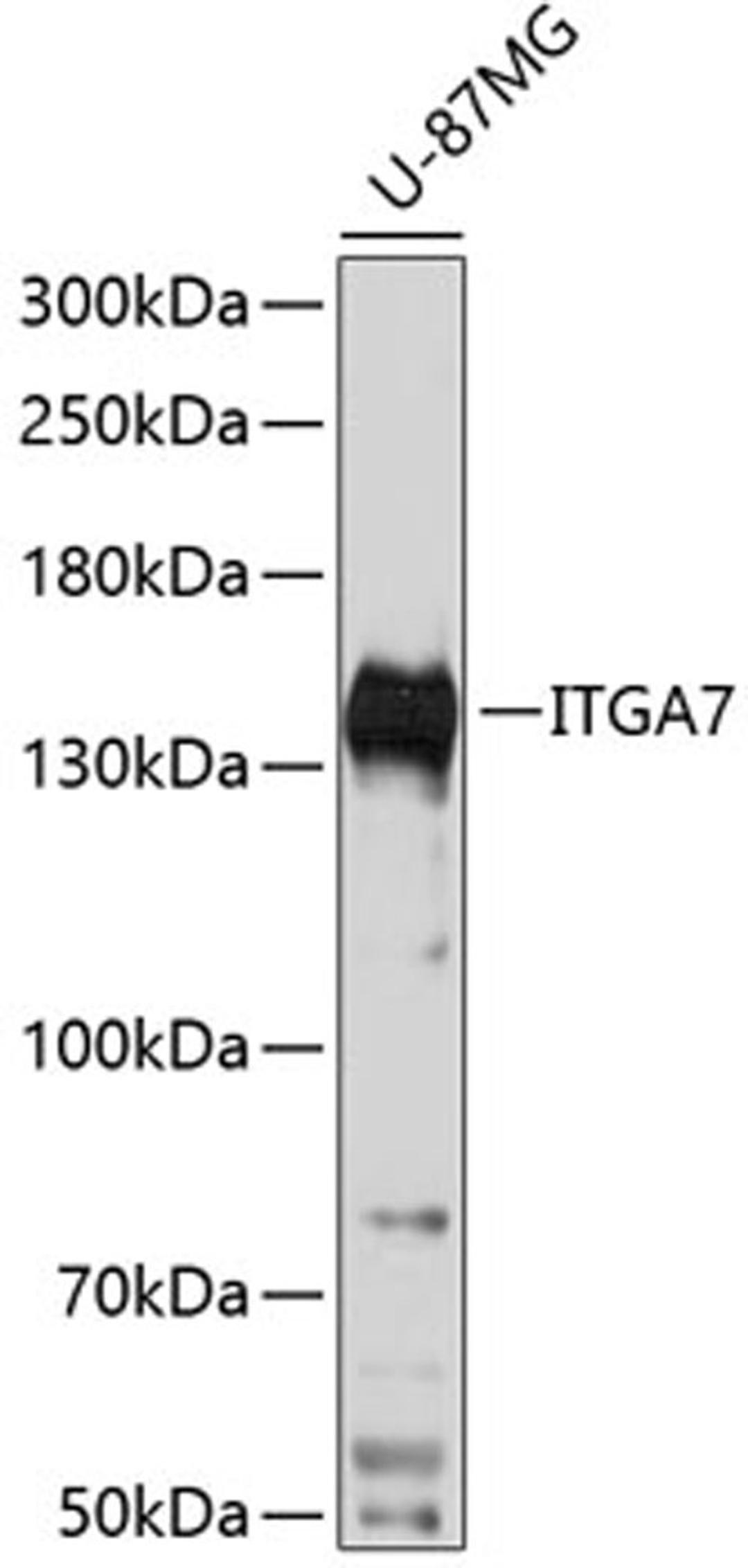 Western blot - ITGA7 antibody (A14246)