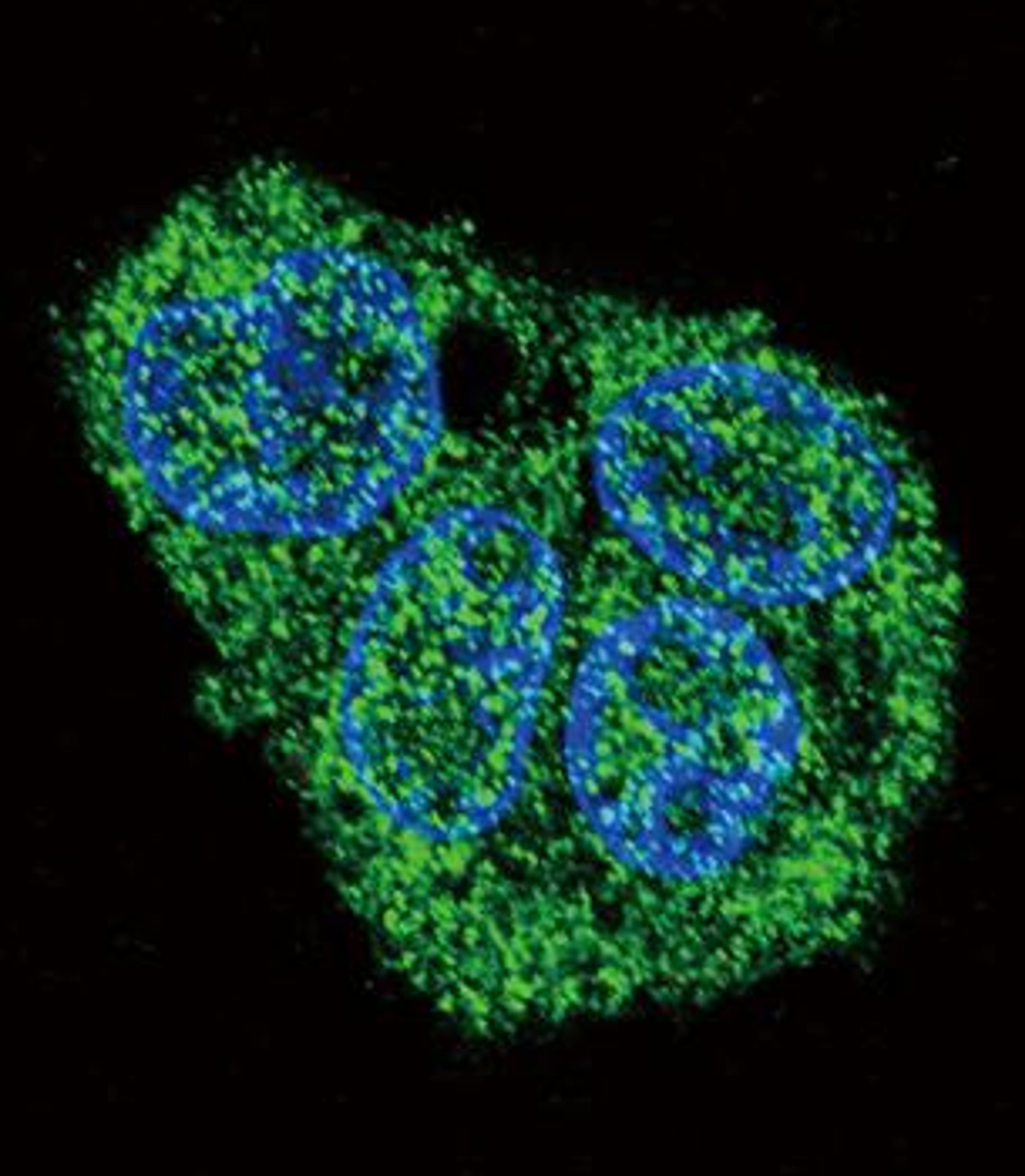 Immunofluorescense analysis of HepG2 cell using SFTPC antibody (primary antibody dilution at: 1:10-50)