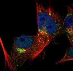 Immunocytochemistry/Immunofluorescence: LRBA Antibody [NBP1-90764] - Immunofluorescent staining of human cell line U-251MG shows positivity in nucleus but not nucleoli & golgi apparatus.