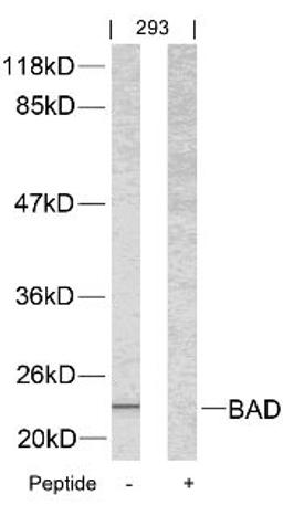 Western blot analysis of lysed extracts from 293 cells using BAD (Ab-112).