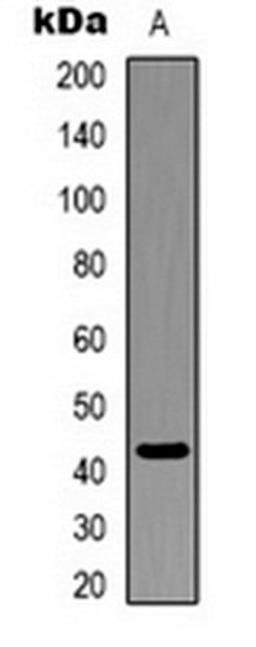 Western blot analysis of zebrafish skeletal muscle (Lane 1) whole cell lysates using Beta-actin antibody