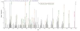 Based on the SEQUEST from database of E.coli host and target protein, the LC-MS/MS Analysis result of CSB-EP010097HU1 could indicate that this peptide derived from E.coli-expressed Homo sapiens (Human) H2AFX,H2AX .
