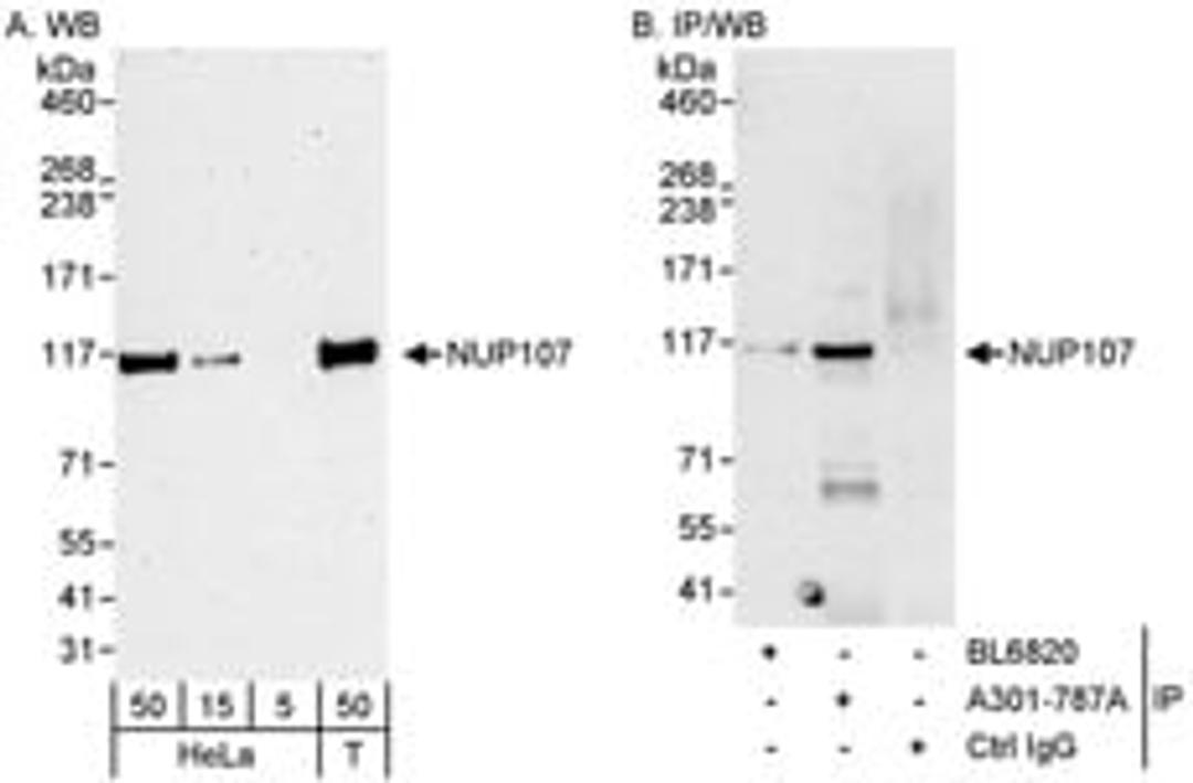 Detection of human NUP107 by western blot and immunoprecipitation.