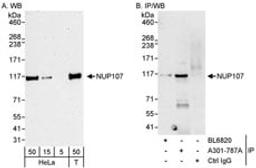 Detection of human NUP107 by western blot and immunoprecipitation.