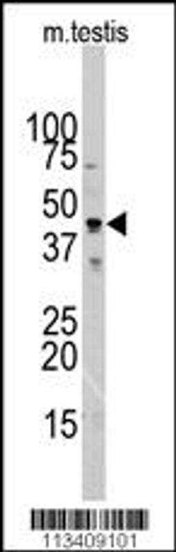 Western blot analysis of ACTB/ACTC Antibody in mouse testis tissue lysates (35ug/lane).