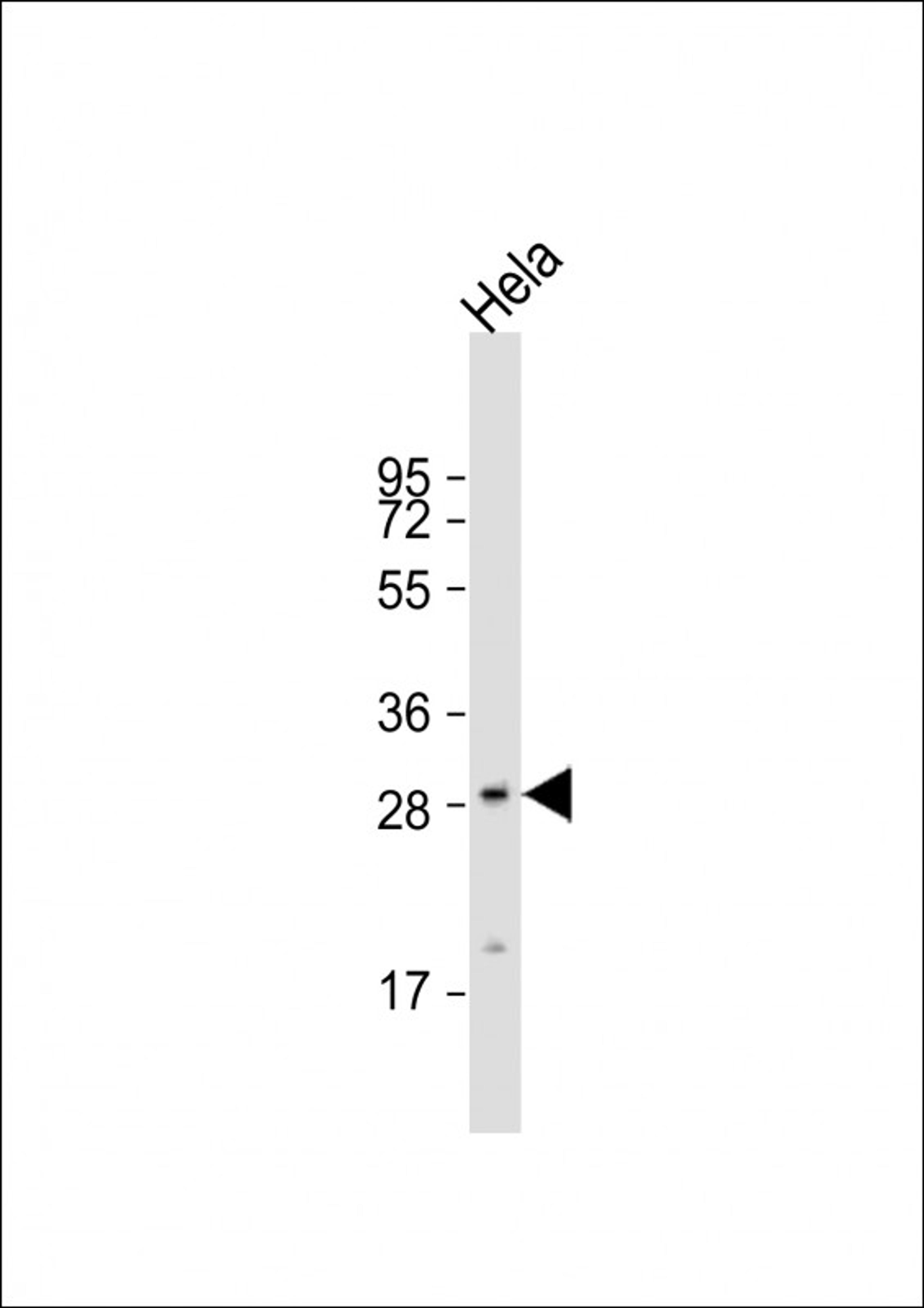 Western Blot at 1:8000 dilution + Hela whole cell lysate Lysates/proteins at 20 ug per lane.