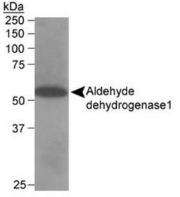 Western Blot: Aldehyde Dehydrogenase 1-A1/ALDH1A1 Antibody [NB100-787] - (1ug/ml) of 293 lysate (RIPA buffer, 35ug total protein per lane).