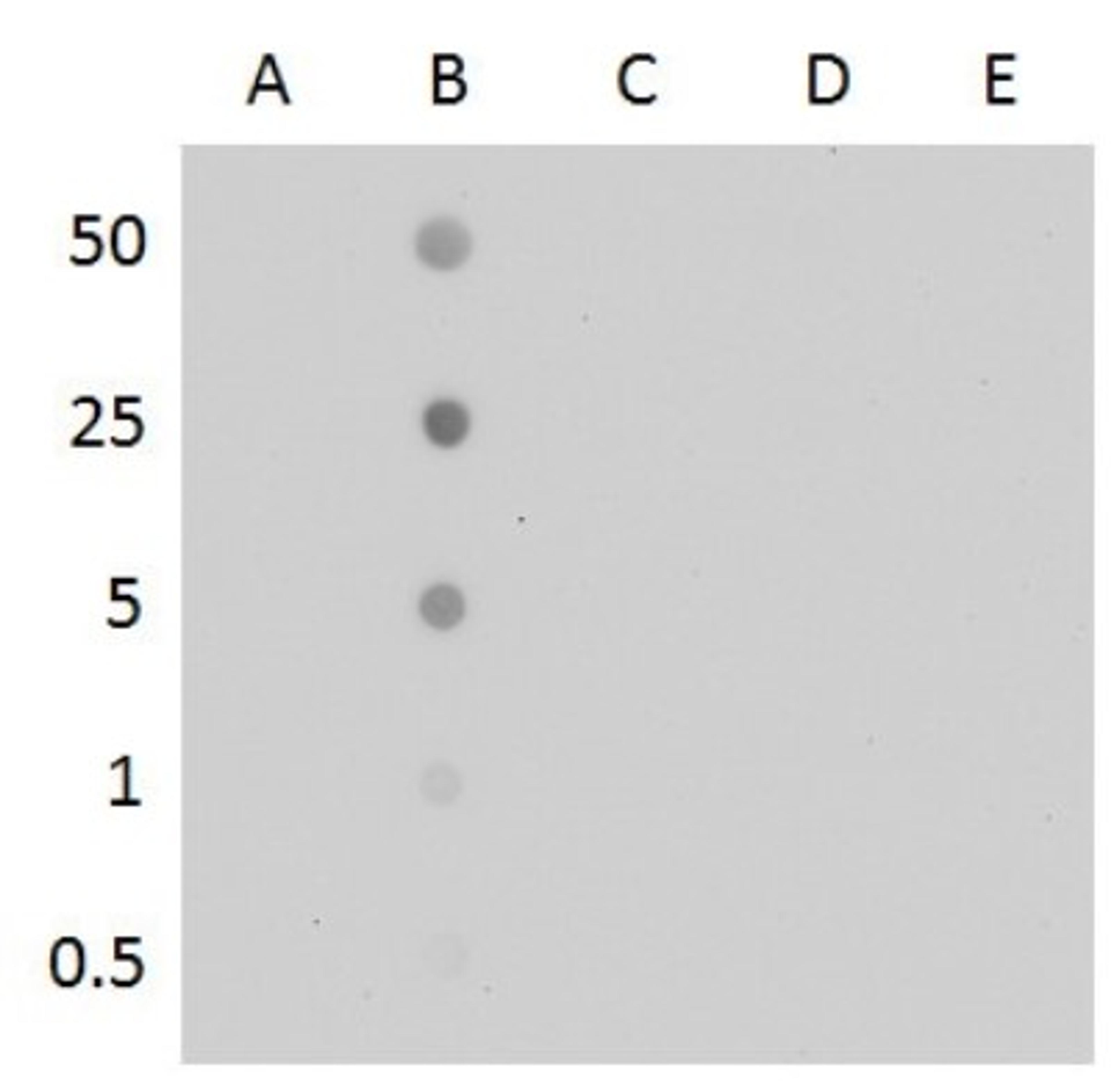 Dot Blot: 5-MethylCytosine Antibody (4111) [NBP2-42814] - Analysis of anti-5-mC antibody with the synthetic DNA controls . DNA samples (0.5 to 50 ng) were spotted onto positively charged nylon membrane and blotted with 5-mC antibody at a dilution of 1:500. A: Unmethylated DNA fragment B: DNA fragment containing 5-methylcytosine C: DNA fragment containing 5-hydroxymethylcytosine D: DNA fragment containing 5-formylcytosine E: DNA fragment containing 5-carboxylcytosine .