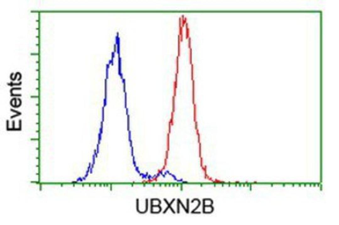 Flow Cytometry: UBXN2B Antibody (1F7) [NBP2-00543] - Analysis of Hela cells, using anti-UBXN2B antibody, (Red), compared to a nonspecific negative control antibody (Blue).