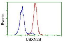 Flow Cytometry: UBXN2B Antibody (1F7) [NBP2-00543] - Analysis of Hela cells, using anti-UBXN2B antibody, (Red), compared to a nonspecific negative control antibody (Blue).