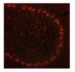 Immunocytochemistry/Immunofluorescence: ADAM15 Antibody [NBP1-59198] - rat and mouse brain, 10 ug/ml.  Observed staining in cytoplasmin neurons