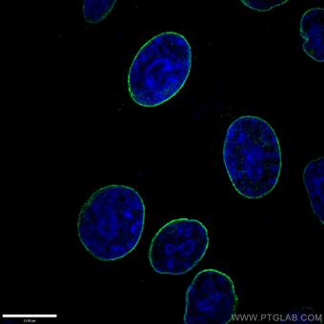 Immunofluorescent analysis of ( -20? Ethanol ) fixed HepG2 cells using 10298-1-AP(Lamin A/C antibody) at dilution of 1:200 and Alexa Fluor 488-conjugated AffiniPure Goat Anti-Rabbit IgG(H+L)