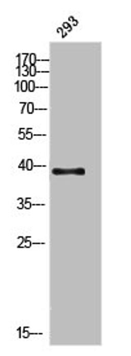 Western Blot analysis of 293 cells using DGAT2L3 Polyclonal Antibody
