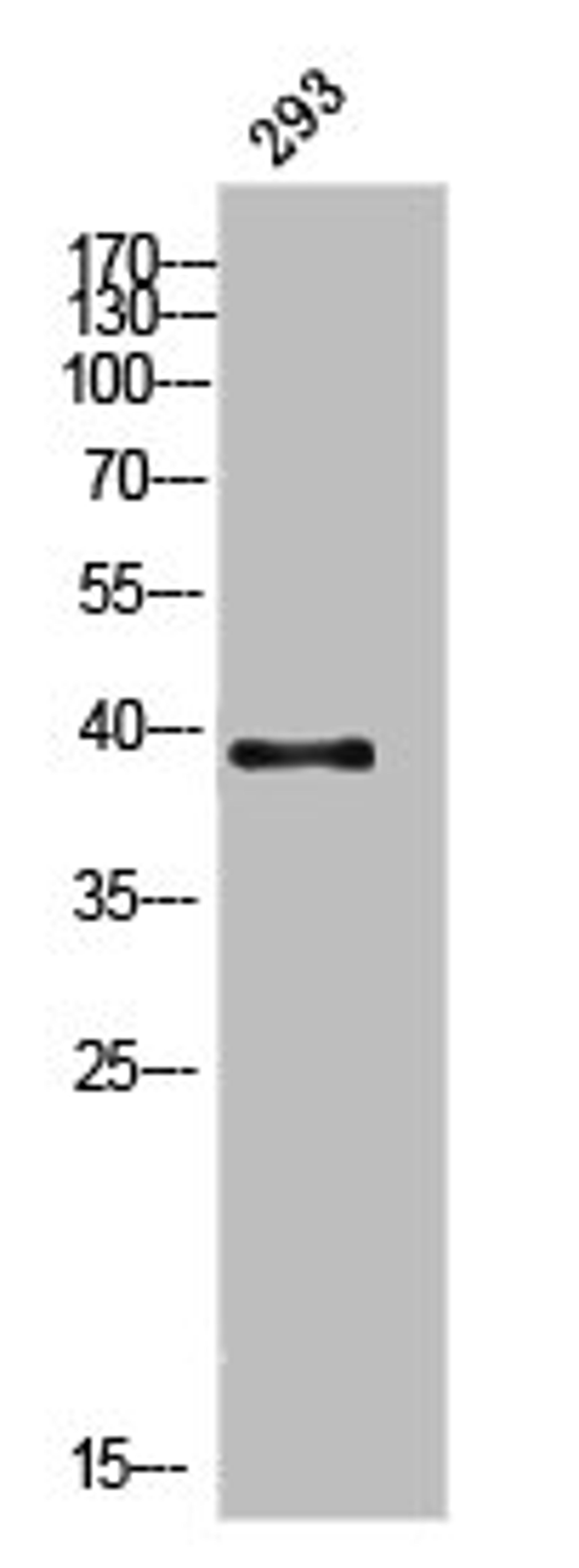 Western Blot analysis of 293 cells using DGAT2L3 Polyclonal Antibody