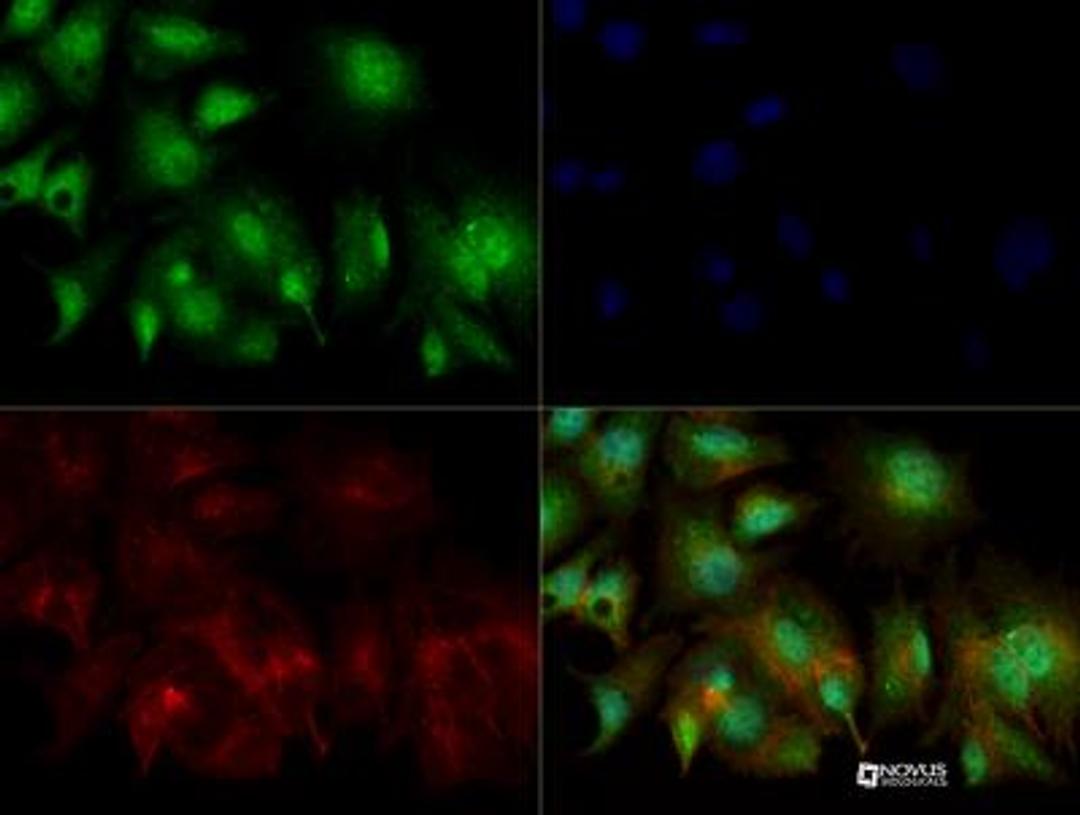 Immunocytochemistry/Immunofluorescence: GMFG Antibody [NBP2-31367] - GMFG antibody was tested in HepG2 cells with Dylight 488 (green). Nuclei and alpha-tubulin were counterstained with DAPI (blue) and Dylight 550 (red). An antibody concentration of 0.1 ug/mL was used. Image objective 40x.