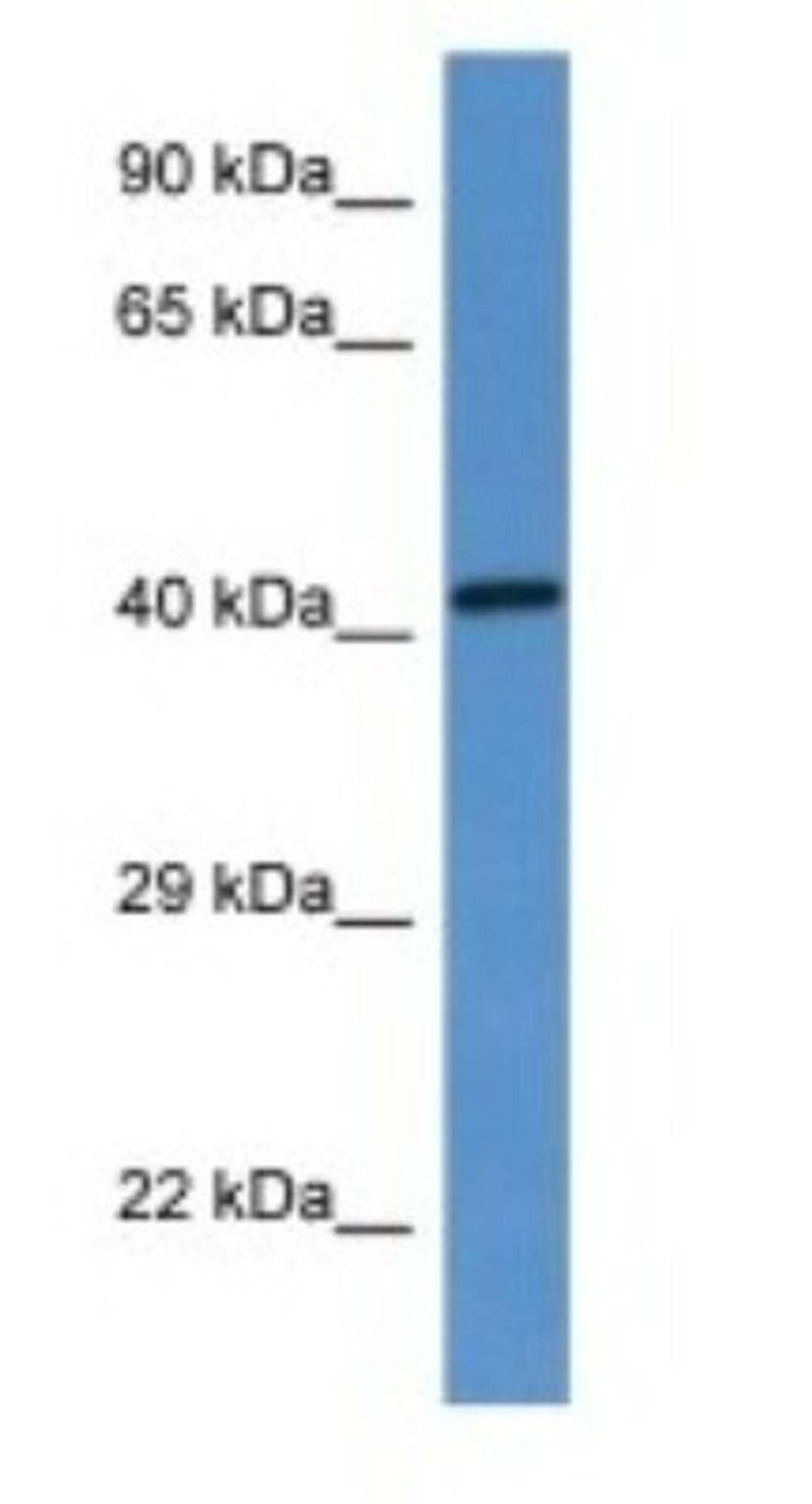 Western Blot: G6PC Antibody [NBP1-80533] - Mouse Intestine, concentration 1 ug/ml.