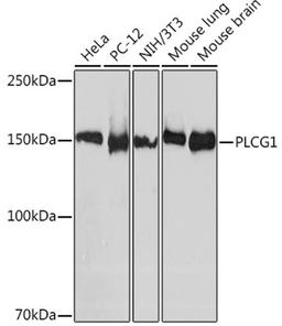 Western blot - PLCG1 Rabbit mAb (A8899)