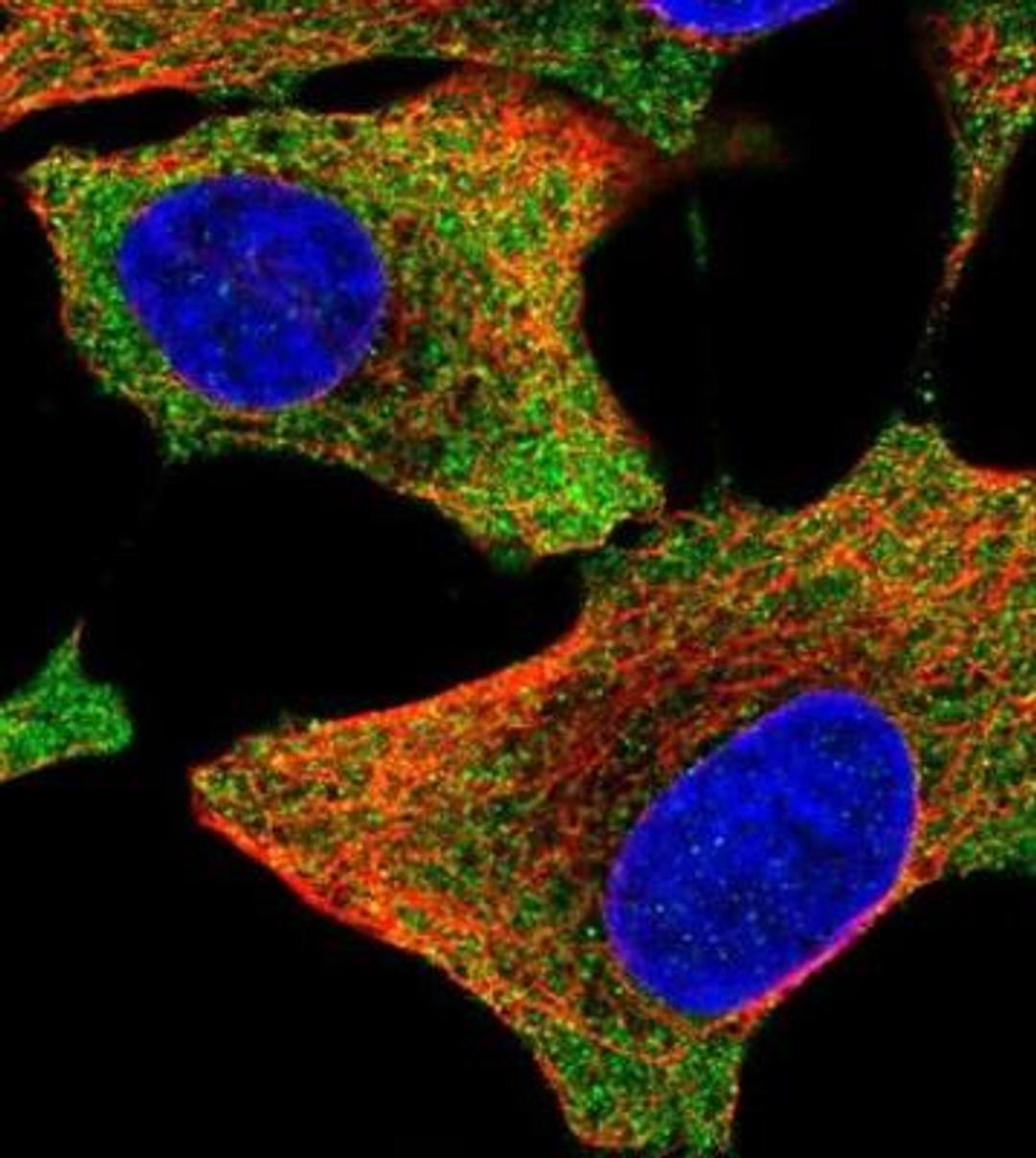 Immunocytochemistry/Immunofluorescence: AIMP2 Antibody [NBP1-81575] - Staining of human cell line A549 shows positivity in cytoplasm. Antibody staining is shown in green.