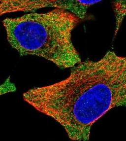 Immunocytochemistry/Immunofluorescence: AIMP2 Antibody [NBP1-81575] - Staining of human cell line A549 shows positivity in cytoplasm. Antibody staining is shown in green.