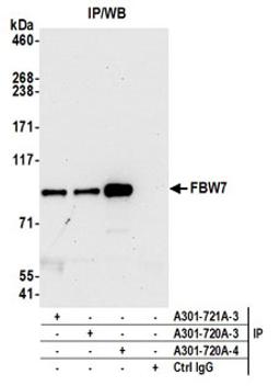 Detection of human FBW7 by western blot of immunoprecipitates.