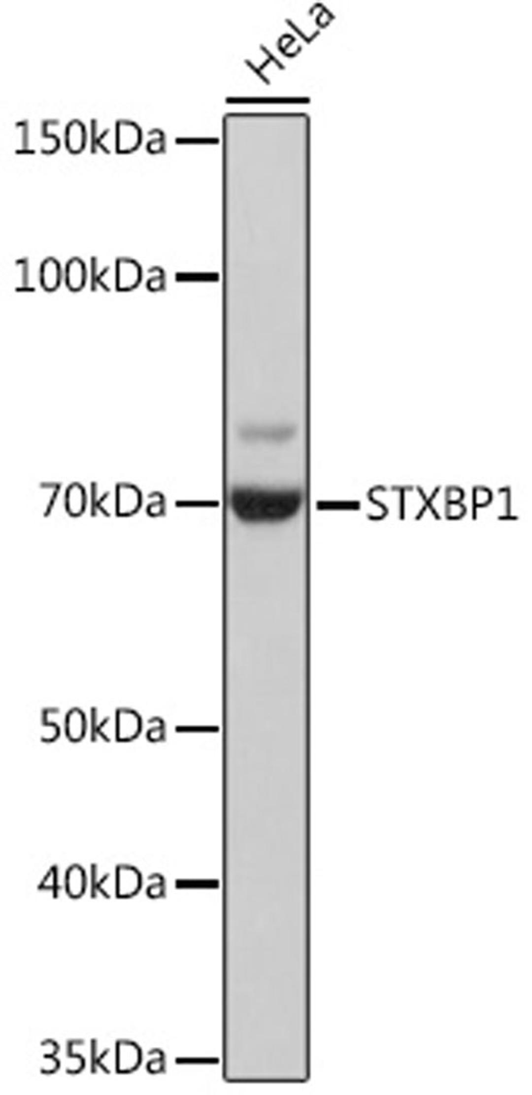 Western blot - STXBP1 Rabbit mAb (A9309)