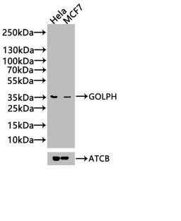 Western Blot. Positive WB detected in: Hela whole cell lysate, 293 whole cell lysate, A549 whole cell lysate. All lanes: GOLPH3 antibody at 3.2µg/ml. Secondary. Goat polyclonal to rabbit IgG at 1/50000 dilution. Predicted band size: 34 kDa. Observed band size: 34 kDa