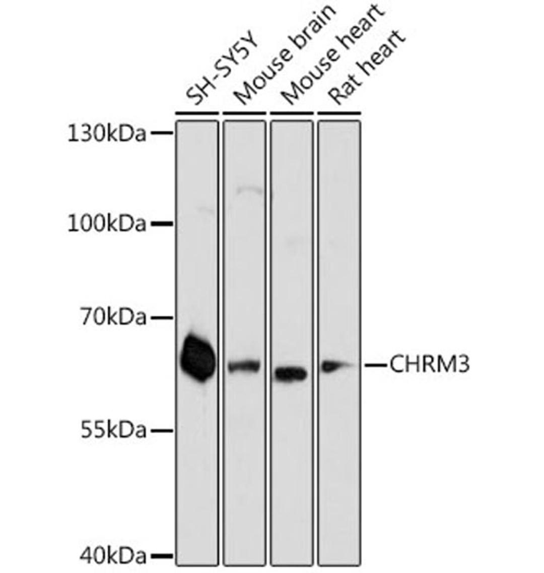 Western blot - CHRM3 antibody (A1602)