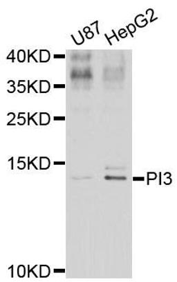 Western blot analysis of extracts of various celllines using PI3 antibody