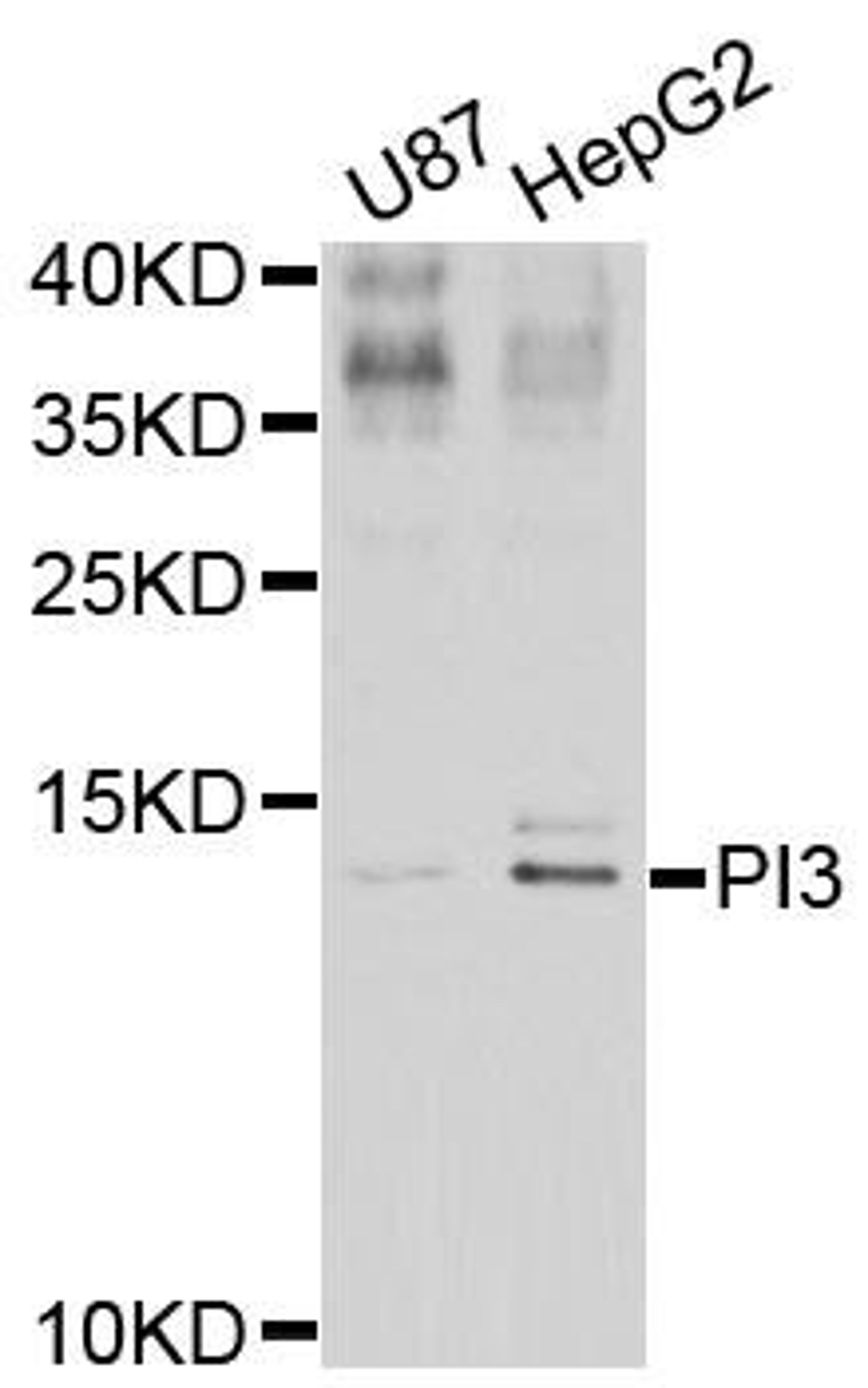 Western blot analysis of extracts of various celllines using PI3 antibody