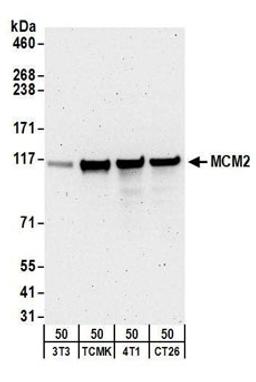 Detection of mouse MCM2 by western blot.