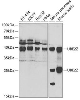 Western blot - UBE2Z antibody (A7225)