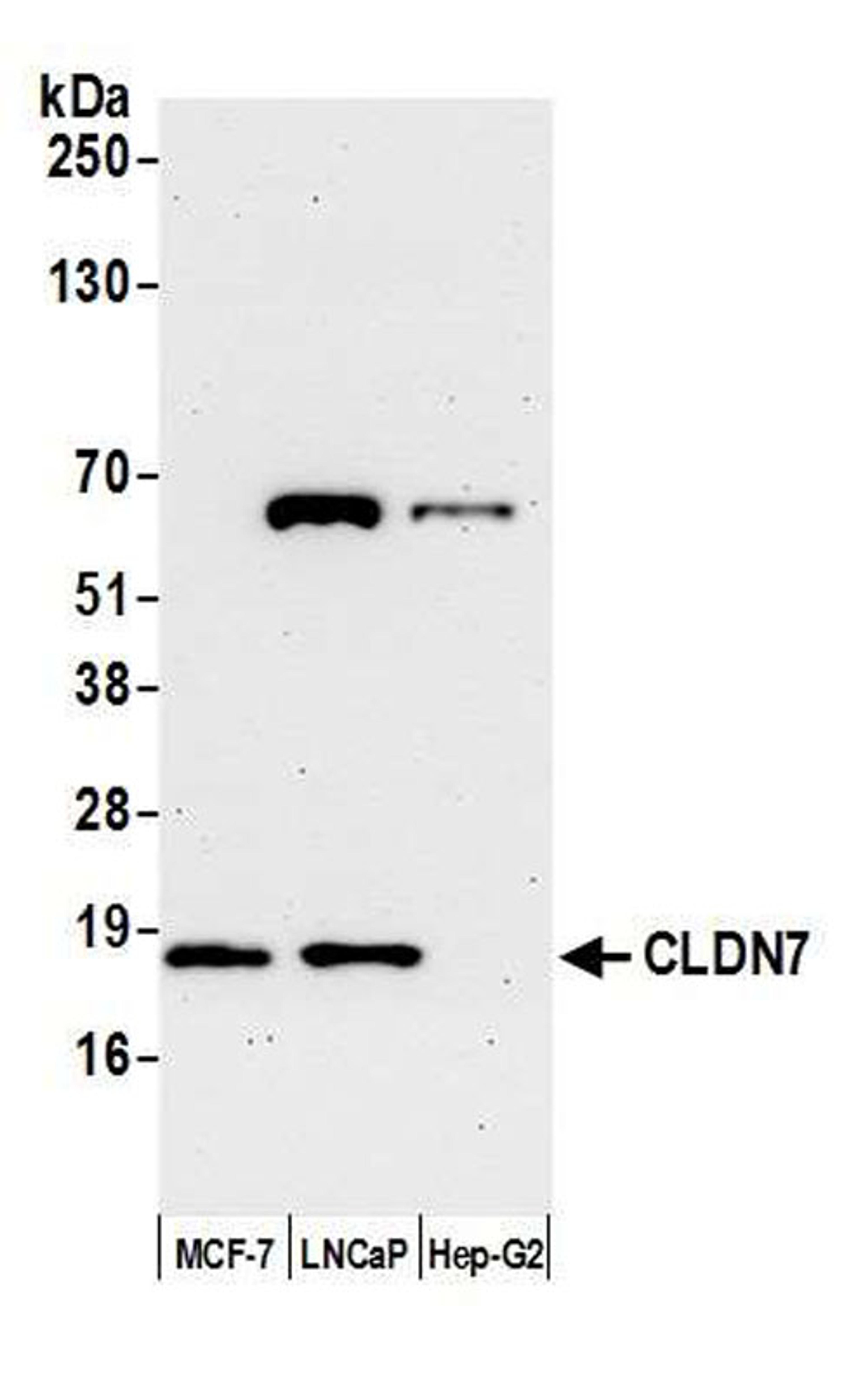 Detection of human CLDN7 by WB.